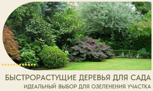 Быстрорастущие деревья для сада идеальный выбор в Курчатове