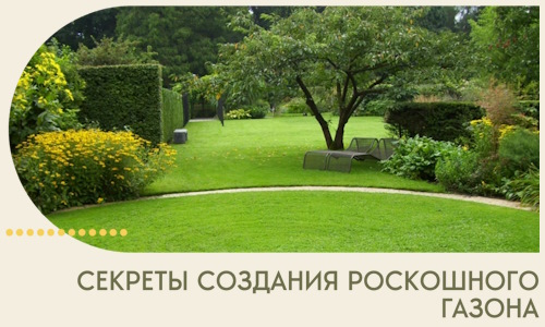 Секреты создания роскошного газона в Курчатове